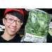 SPINACH SMALL SIZE LEAVES  300 Gram Bag  Pukekohe Grown